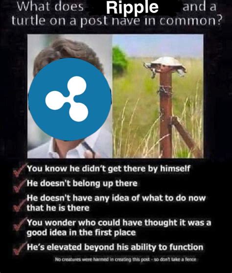 Measuring market cap is a way of valuing a company that comes from the traditional finance market. What does $XRP and a turtle have in common? : CryptoCurrency