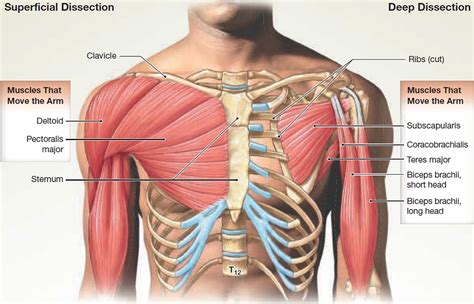 Muscles of the upper arm (posterior view). Muscle Anatomy - Skeletal Muscles - Groin Muscles - Calf ...