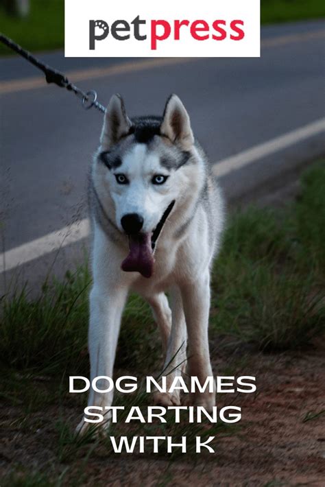 They offer a lot of variety from a soft ch sound to a hard c. plus, many classic names for dogs start with c! Dog Names Starting With K - Perfect Male & Female Dog ...