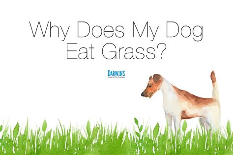 Why do dogs eat grass? Why Does My Dog Eat Grass? | Darwin's Natural Pet Products | Darwin's Pet Food