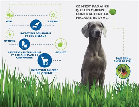 Les soins animaliers pour votre chien ont un coût et peuvent rapidement atteindre des sommes importantes en fonction de la nature des soins. Guide De Vaccination Contre La Maladie De Lyme - PetlifeCA