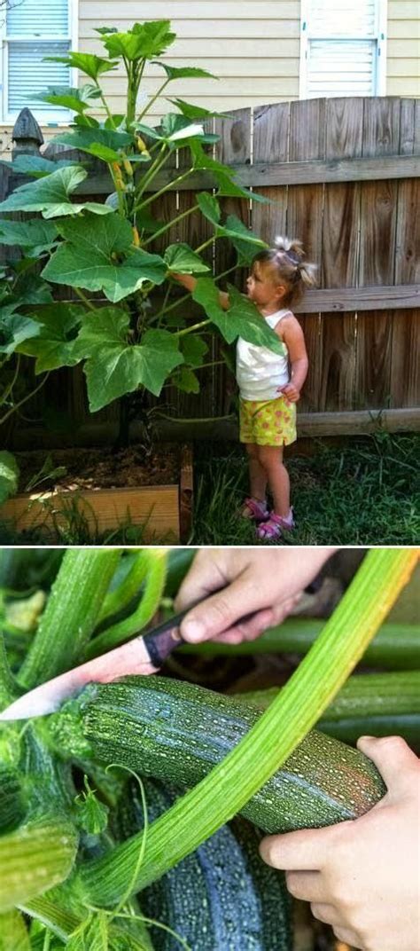 Growing summer squash vertically saves space, encourages air circulation, and allows the squash to be more visible reducing the chance of overgrowth. Tips for Growing Zucchini Vertically | Vertical vegetable ...