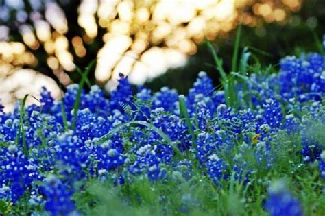 Maybe you would like to learn more about one of these? No better place on planet earth. | Blue bonnets, Silk ...
