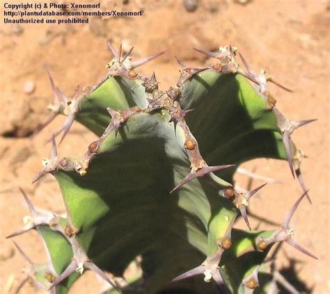 The common cacti known as prickly pears have round, flat stems and branches and yellow or reddish cacti reproduce sexually, through the process called pollination. PlantFiles Pictures: Euphorbia 'Zig Zag' (Euphorbia ...