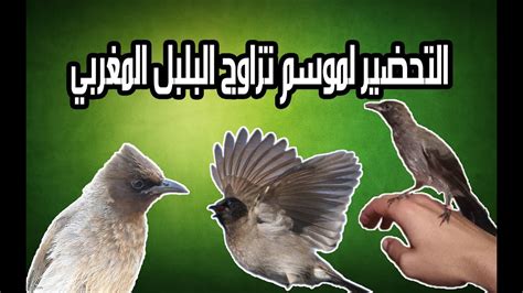 اسمع وحمل اغنية والله نحن مع الطيور من اغاني آمال النور مجانا عبر موقع اغاني سمعنا. ‫التحضير لموسم تزاوج البلبل المغربي مع بعض المعلومات عن ...