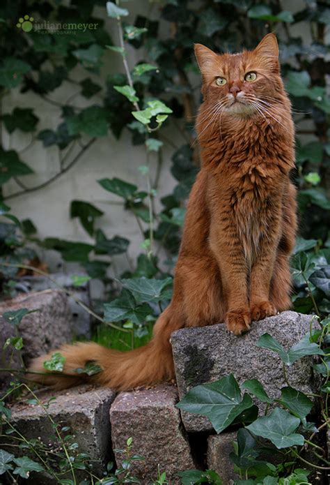 Northern somali, also known as common or standard somali, is the most widely used dialect that serves as a basis for standard somali. Somali Kater Foto & Bild | tiere, haustiere, katzen Bilder ...