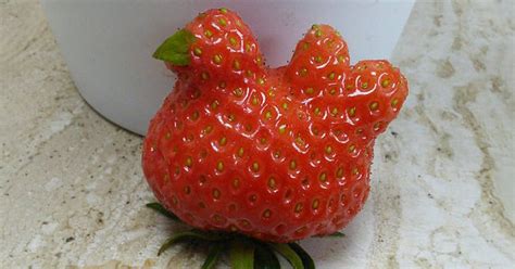 Are regular fruits and veggies boring to you? 22+ Unusually-Shaped Fruits And Vegetables That Look Like ...