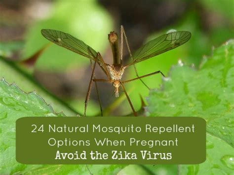 Management of envenomations during pregnancy. 24 Tips: Natural Mosquito Repellent During Pregnancy ...
