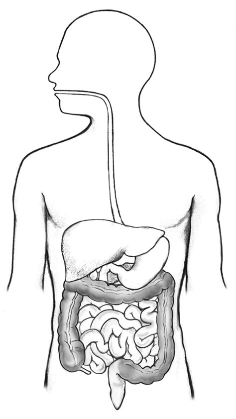 The digestive system is the organ system that breaks food down into small molecules that are absorbed into the bloodstream. ImageQuiz: Digestive System Diagram Quiz