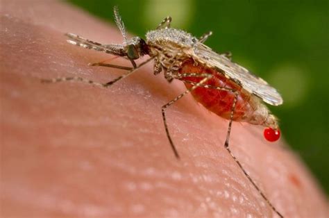Transgenic organisms are important research tools, and are often used when exploring a gene's function. Transgenic fungus rapidly killed malaria mosquitoes in West African study | The Petri Dish