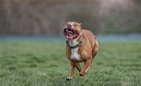 Ihr alle kennt die snickers werbung in der jeff zur diva wird. du bist nicht du wenn du hungrig bist :-) Foto & Bild ...