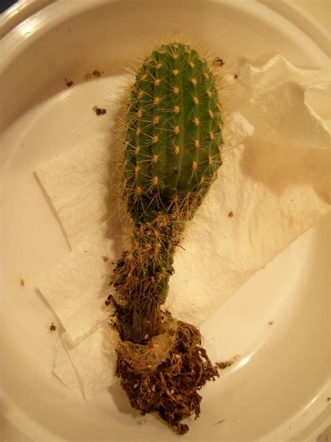 Then it is sensible that they don't like being overwatered. How to Save an Overwatered Cactus - Dummer. ゛☀ - Garden ...