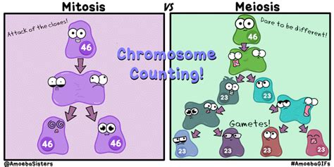 Change in allele frequencies through genetic drift are due to chance. Amoeba Sisters - Arocreative