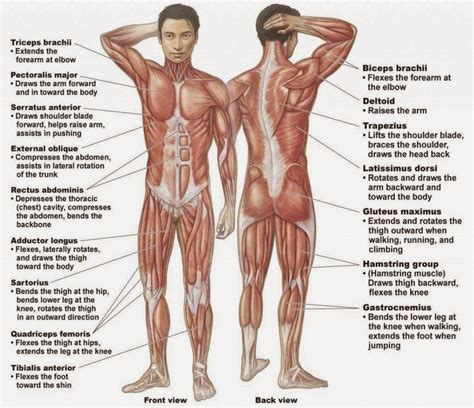 Ear chart anatomy study worksheets. Male Human Anatomy Diagram | Human body muscles, Human ...