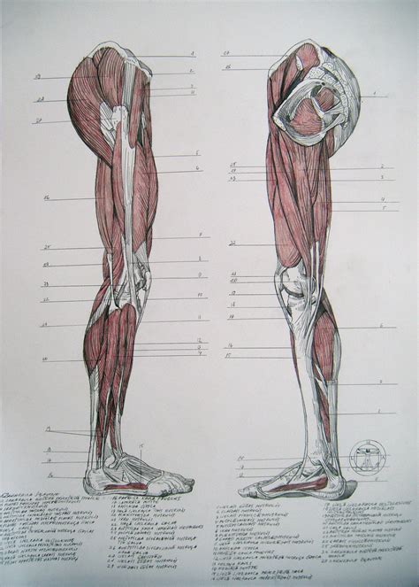 12 photos of the muscle diagram leg. Muscles of legs. Sides by reinisgailitis on DeviantArt