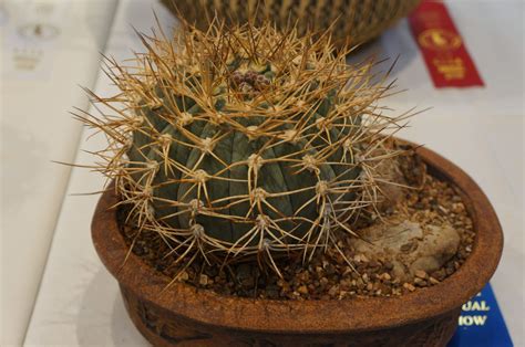 The organ pipe cactus will typically live about 150 years and produce its first flowers around the age of 35. Gymnocalycium bayerianum - CSSA 2015.JPG | Cacti ...