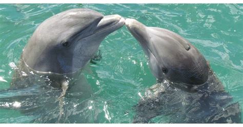 Maybe you would like to learn more about one of these? FINISTERE. Un dauphin en rut terrorise les baigneurs