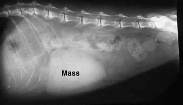 Stomach and intestinal tumors can be benign, but are typically malignant and aggressive. Animal Liver Disease | Long Beach Animal Hospital