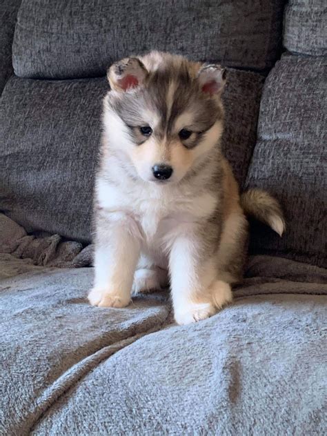 Find photos of husky puppy. 5 beautiful Siberian huskys puppies. | Bradford, West Yorkshire | Pets4Homes