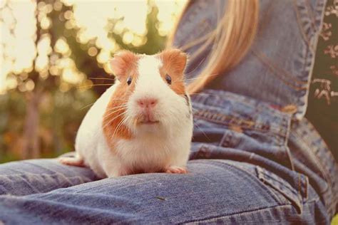 < image 1 of 5 >. Do Guinea Pigs Like To Be Held? | AtractivoPets