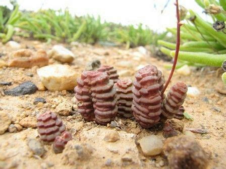 Low to the ground and slowly spreading to make a nice clump over time. ¿Alguien tiene disponible alguna de estas plantas "raras ...