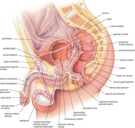 The posterior muscles of the back are p… t or f? Anatomy Of The Pelvic Male Pelvis Diagram Anatomy Organ ...