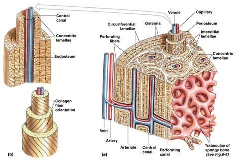 The covering of a bone. NHS Anatomy licensed for non-commercial use only / Ch05 ...