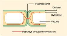 Tight junctions prevent the movement of material through or around cells, so that the movement of material can be regulated. Cell Junctions | Biology for Majors I
