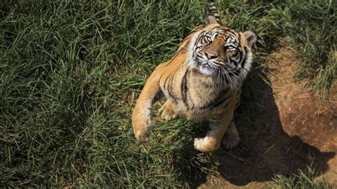 Apa sebenarnya mimpi tentang harimau? Mengaum Gambar Harimau Putih Marah - Rahman Gambar