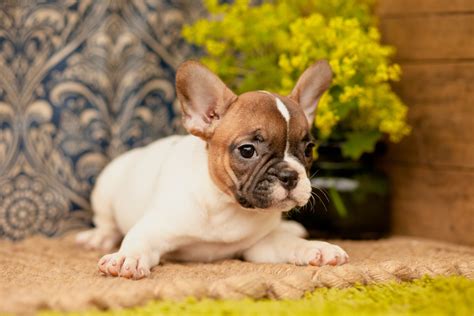 We are located in a peaceful wooded valley in lewis county, near our dogs french bulldogs and the mini aussies and shilohs have been shared with other successful breeders and have started other breeding programs. French Bulldogs - Kellys Kennels