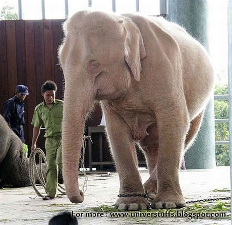 But dont worry you are not totally wrong. Rare Albino White Elephants Pictures Collections ...