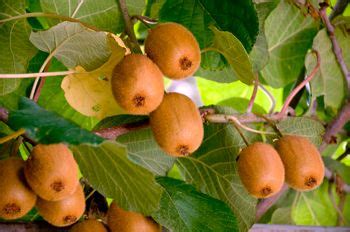 The leaves, stems and fruits of these vines are all fuzzy! Meader Hardy Kiwi | Kiwi Plants | Fruit trees for sale ...