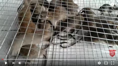 Sebabnya kalau pakai racun tinggal lagi 2 cara untuk tangkap si tikus durjana di rumah aku… cara no 2 dan no 3 ni agak relevan. (VIDEO) Jitu! Semudah Ini Tangkap Puluhan Ekor Tikus Rumah ...