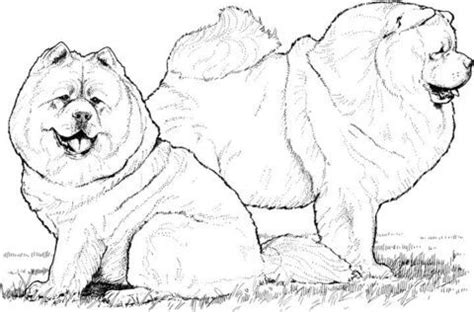 Dog and cat having fun. Two Chow Chow dogs coloring page from Dogs category ...