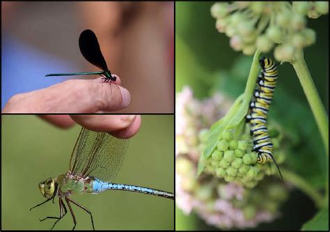 We did not find results for: Springbrook Nature Center - Dragonflies 101 - Minnesota ...
