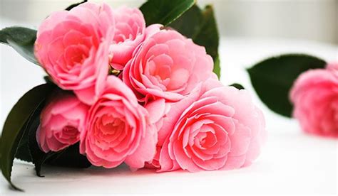 Check spelling or type a new query. Most romantic flowers to give. Most romantic flowers to give.