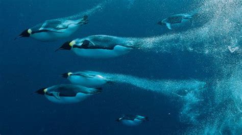 That is why in this article we will provide you with some vital and rarely the feather belongs to the top layer of the penguin's skin that helps in keeping their body warm. penguins swimming underwater - national geographic ...