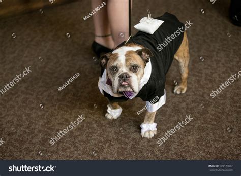 4.4 out of 5 stars. Bulldog Tuxedo Stock Photo 509573857 - Shutterstock