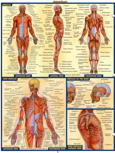 There are around 650 skeletal muscles within the typical human body. A&P 2 Love these cheat sheets!! | Muscular system anatomy ...