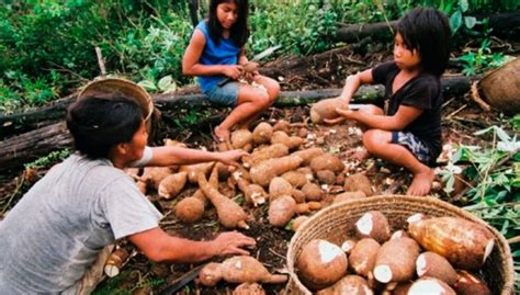 Maybe you would like to learn more about one of these? Fiesta de la Yuca - Amazonía