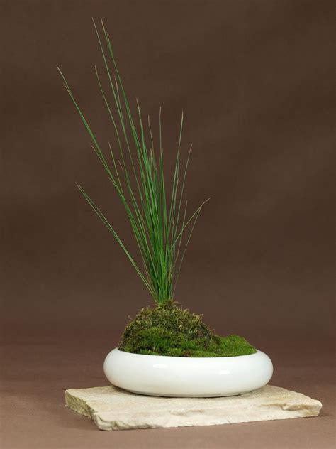 These japanese indoor plants are customizable and available in all plant varieties. http://www.facebook.com/kusamono?ref=hl | Plants