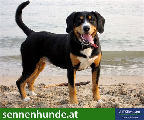 Die schweizer sennehunde aus dem entlebuch gelten als temperamentvoll und robust. Entlebucher Sennenhund - Charakter - Wesen | Hunde-fan.de