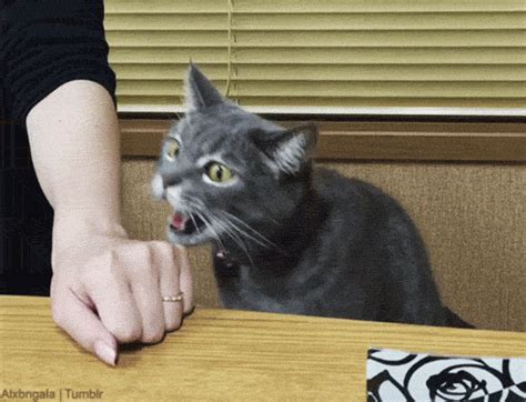 Weitere ideen zu lustige bilder, lustig, lustige tiere. Adopta a un gato adulto | Gif lustig tiere, Lustige katzen ...