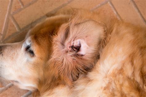 Comment prendre soin de ses oreilles ? L'hygiène des oreilles du chien : le cérumen - Sonotix