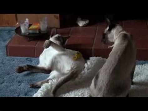 So my cats play sometimes and i was watching them nobody was hissing or growling, but my one cat was like going for my others neck as he was pu no g him on the ground, should i watch them or is them just play, my older cat doesn't just swat at him and play he. Siamese Cats Play Fighting - YouTube