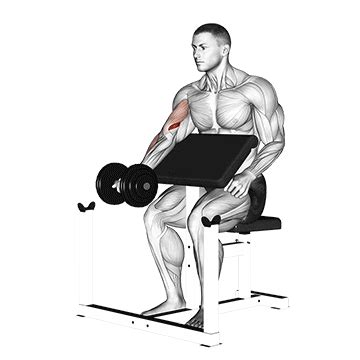 Um den trizeps zu trainieren, benötigt man nicht zwingend equipment: ᐅ Muskelaufbau Bizeps: Top 5 Übungen (Bilder + Videos)