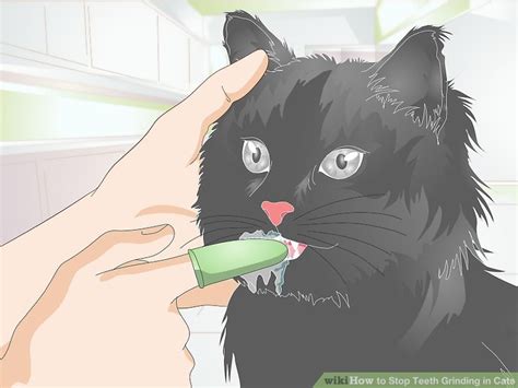 Grinding teeth as he eats wet food. How to Stop Teeth Grinding in Cats: 7 Steps (with Pictures)