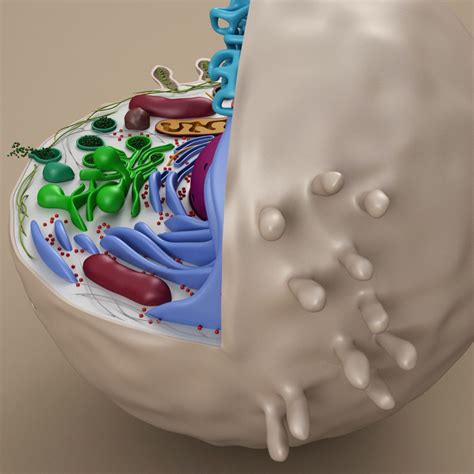 In plants, mitosis occurs only in the meristem tissues. cell animal 3d model | Cells project, Animal cell, 3d model