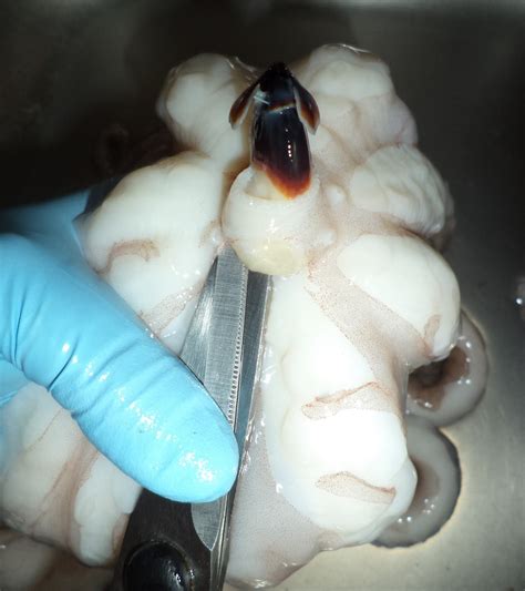 Testa e bocca sono di discrete dimensioni. La Cucina di Piggy: Insalata di polpo