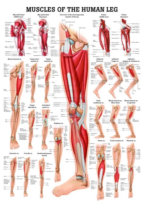 The human knee structure the human brain structure. Muscle of the human leg diagram